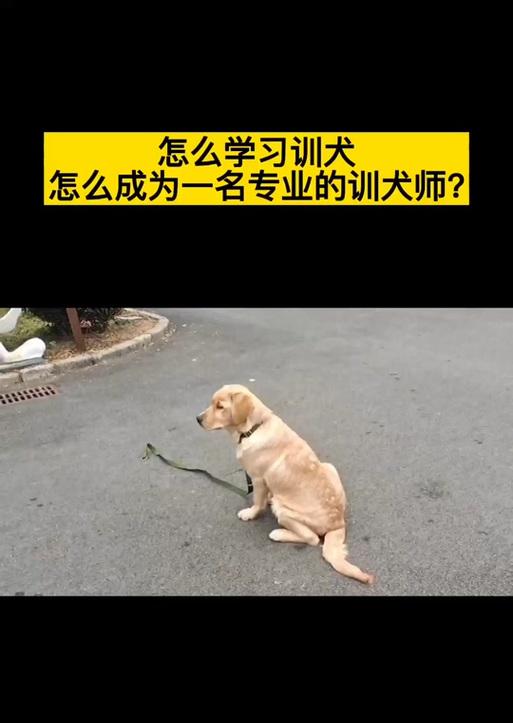 成为一名成功的宠物训练师（掌握关键技巧与策略，打造更亲密的人宠关系）