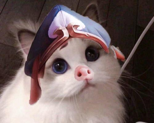 怪兽入侵猫咪出装攻略（如何保护你的猫咪免受怪兽侵害）