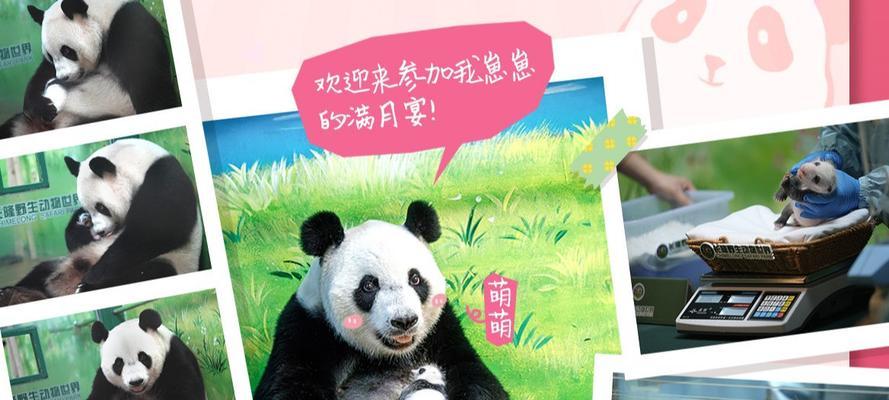 《公主与熊猫宝宝游戏攻略——探索奇幻世界的冒险之旅》（玩转公主和熊猫宝宝游戏，畅享独特魅力）
